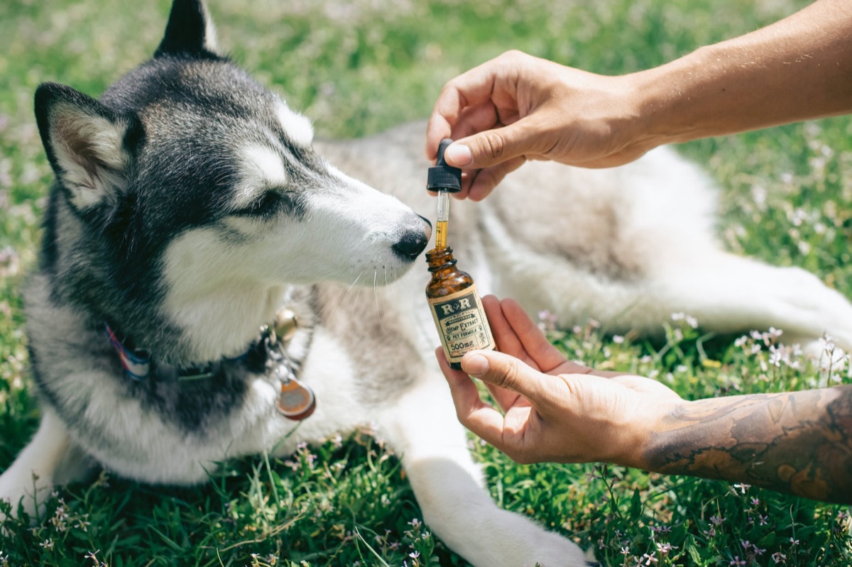 Incorporating CBD Products into Your Pet Business: Benefits and Key Considerations