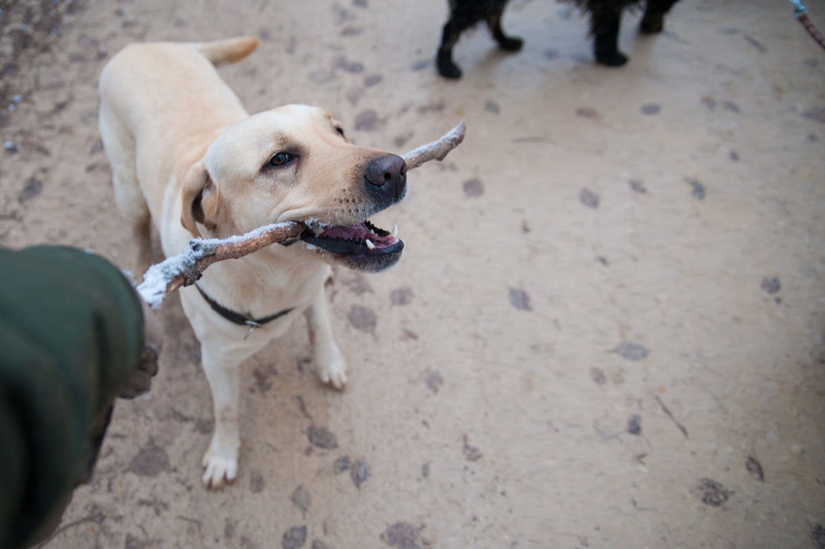 5 Compelling Reasons Why Dog Daycare Businesses Should Offer Packages